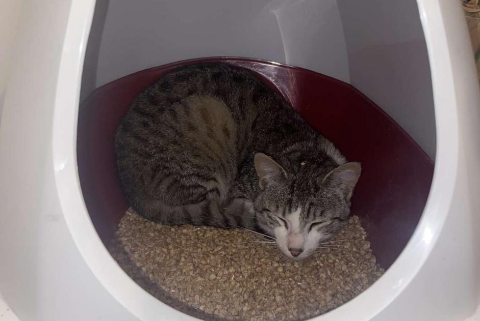 Alerte Disparition Chat  Mâle , 1 ans Bruges France