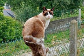 Alerte Disparition Chat Femelle , 35 ans Romorantin-Lanthenay France