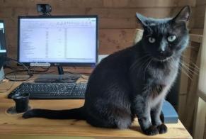 Alerte Disparition Chat Mâle , 6 ans Sonnaz France