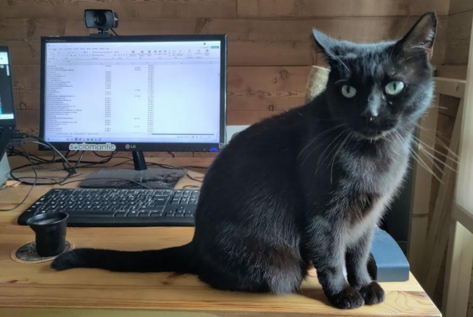 Alerte Disparition Chat Mâle , 6 ans Sonnaz France