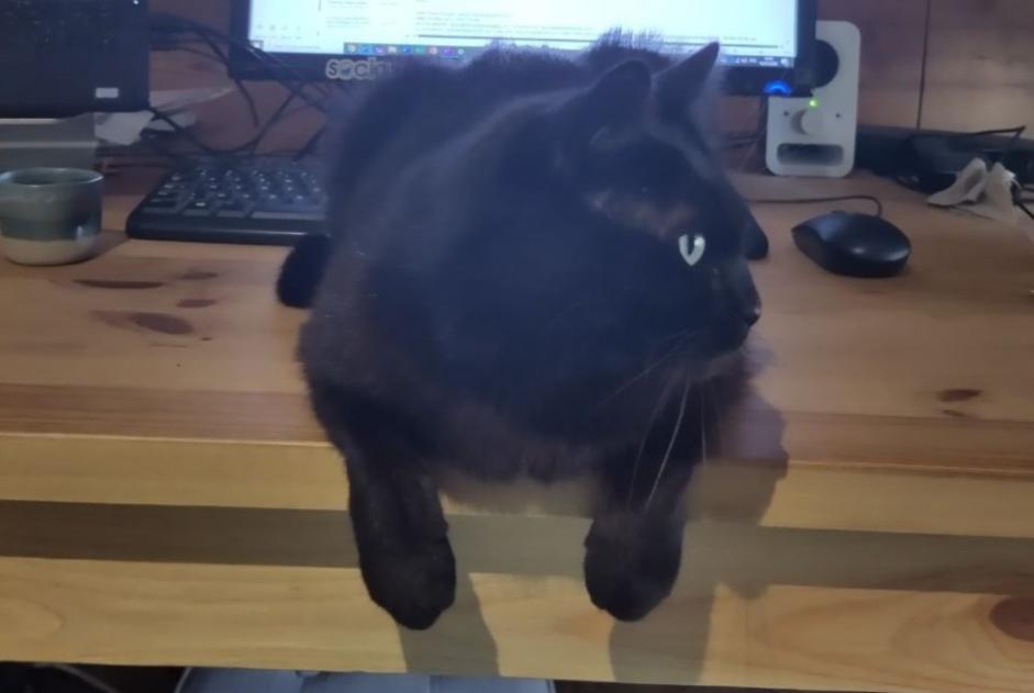 Alerte Disparition Chat Mâle , 6 ans Sonnaz France