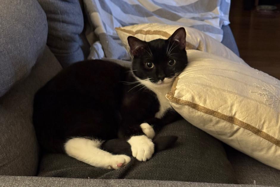 Alerte Disparition Chat Mâle , 1 ans Muret France