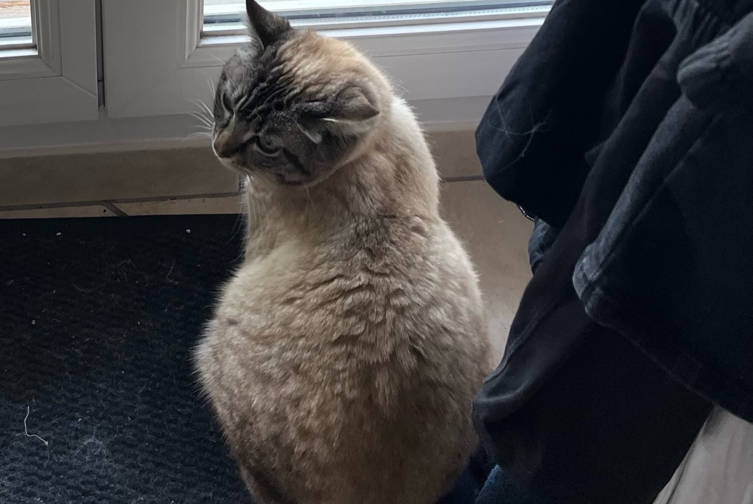 Alerte Disparition Chat Femelle , 4 ans Vauréal France