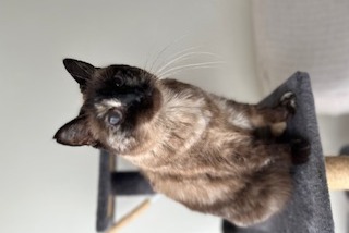 Alerte Disparition Chat Femelle , 9 ans Carrières-sur-Seine France