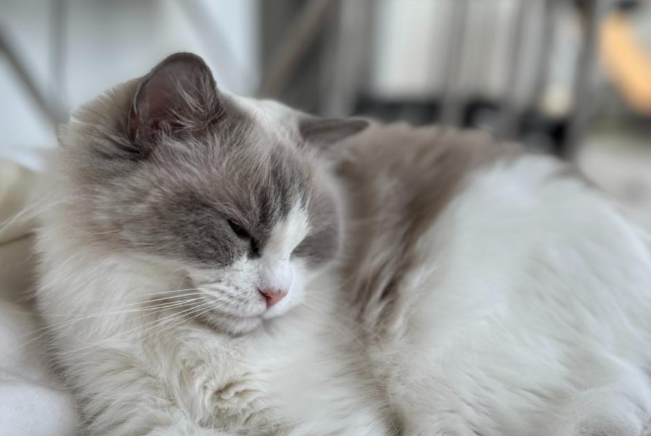 Alerte Disparition Chat  Femelle , 6 ans Villefontaine France