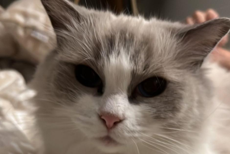 Alerte Disparition Chat  Femelle , 6 ans Villefontaine France