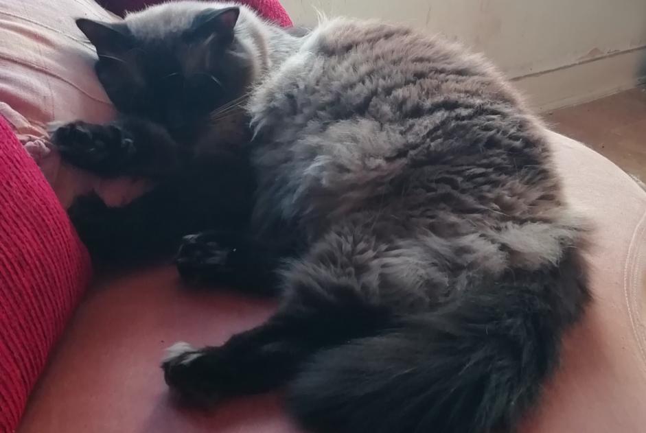 Alerte Disparition Chat croisement  Mâle , 10 ans Quimper France
