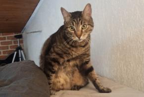 Alerte Disparition Chat  Mâle , 10 ans Charenton-le-Pont France