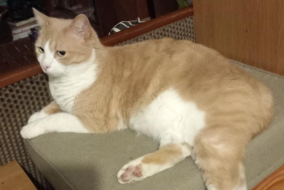 Alerte Disparition Chat Mâle , 6 ans Oullins-Pierre-Bénite France