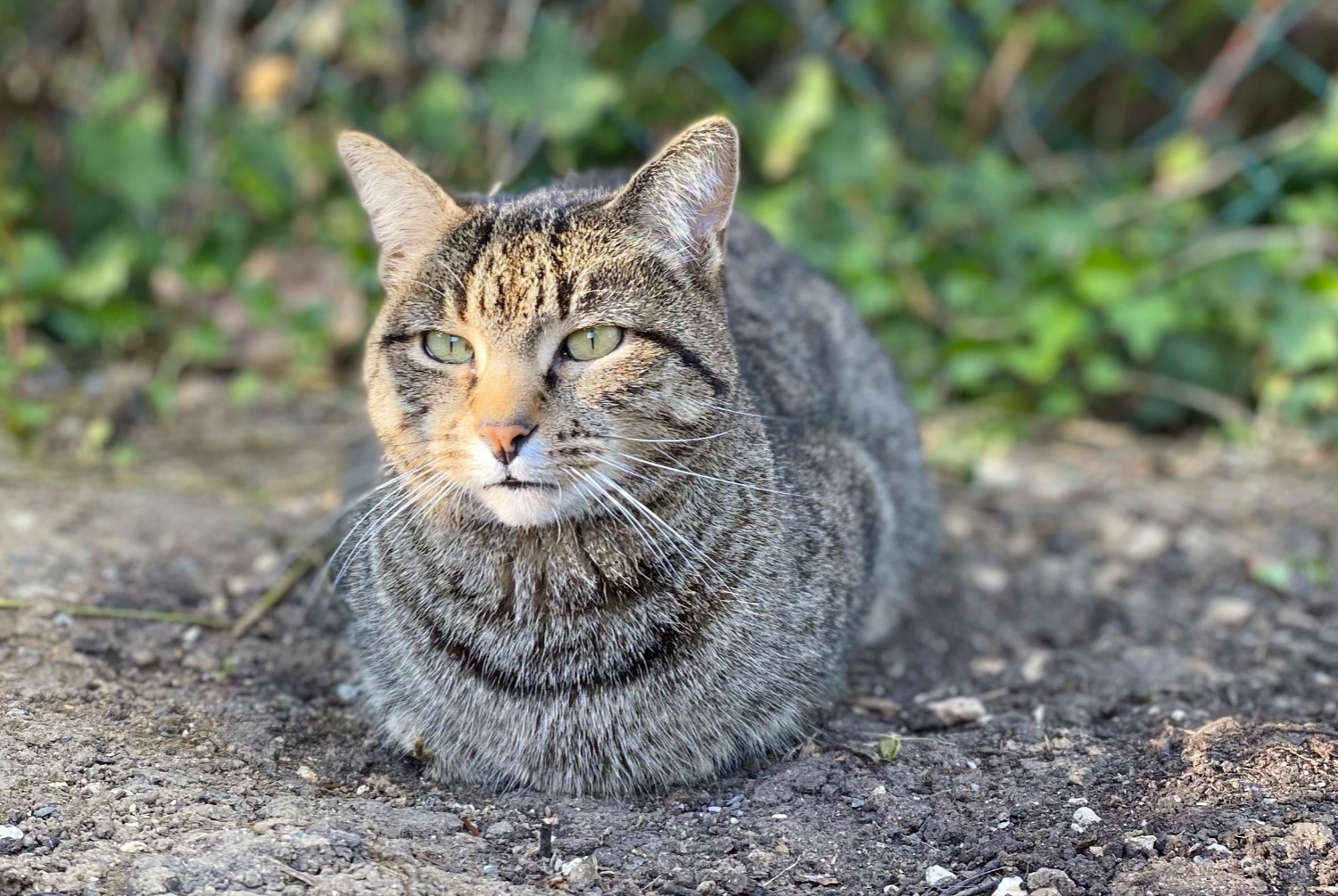 Alerte Disparition Chat croisement  Mâle , 8 ans Démouville France