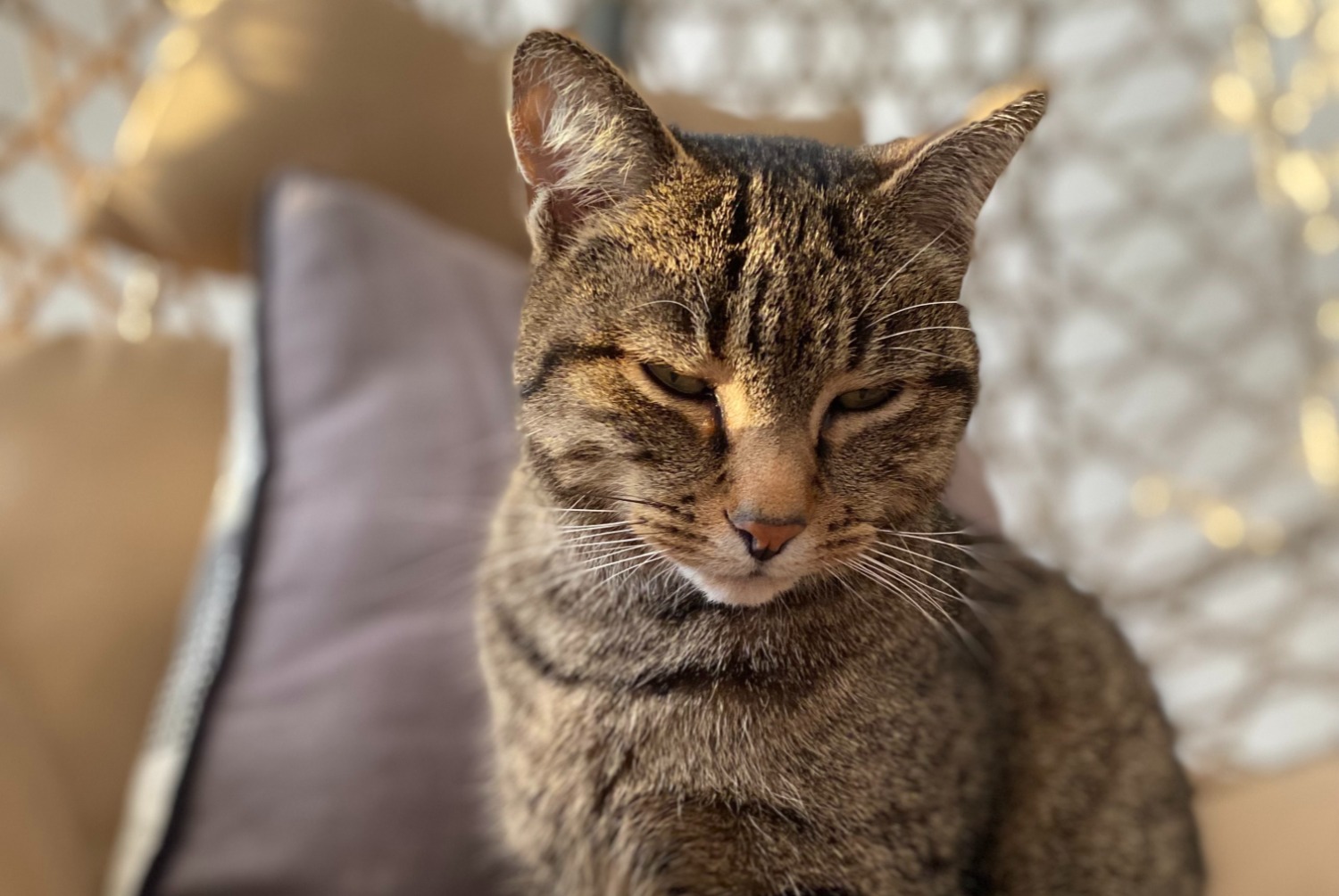 Alerte Disparition Chat croisement  Mâle , 8 ans Démouville France
