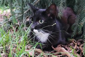 Alerte Découverte Chat Mâle Tarbes France