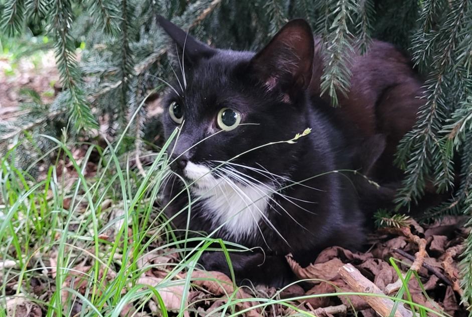 Alerte Découverte Chat Mâle Tarbes France