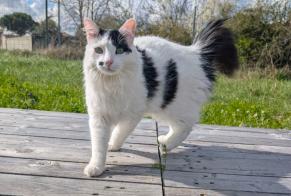 Alerte Disparition Chat croisement  Mâle , 2 ans Colomiers France
