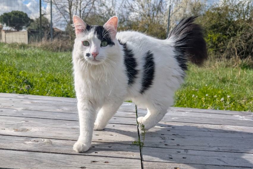 Alerte Disparition Chat croisement  Mâle , 2 ans Colomiers France