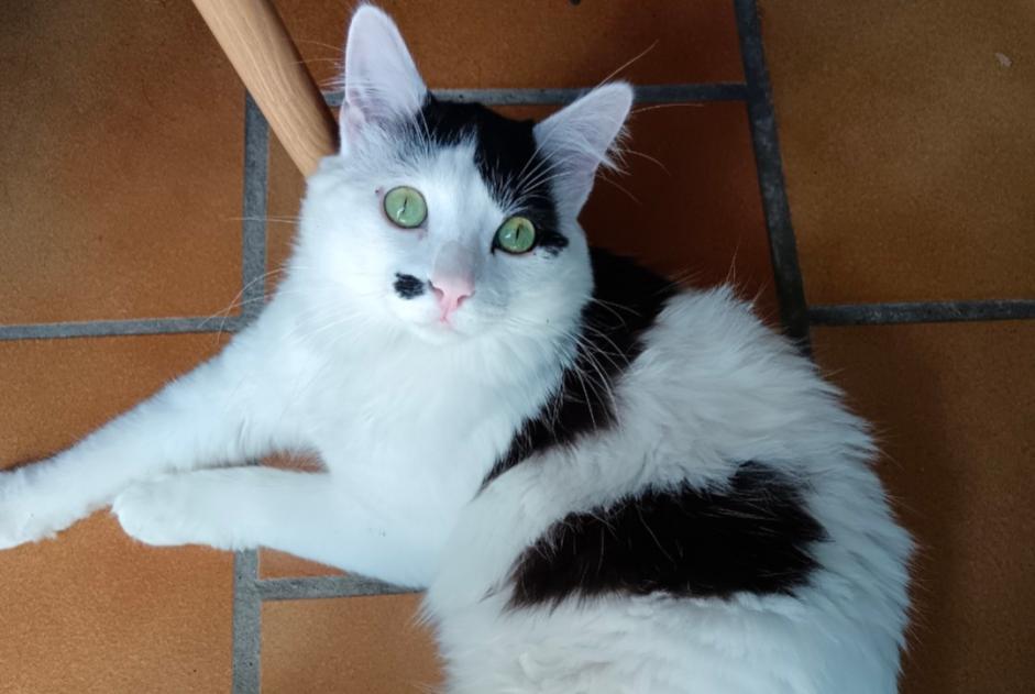 Alerte Disparition Chat croisement  Mâle , 2 ans Colomiers France