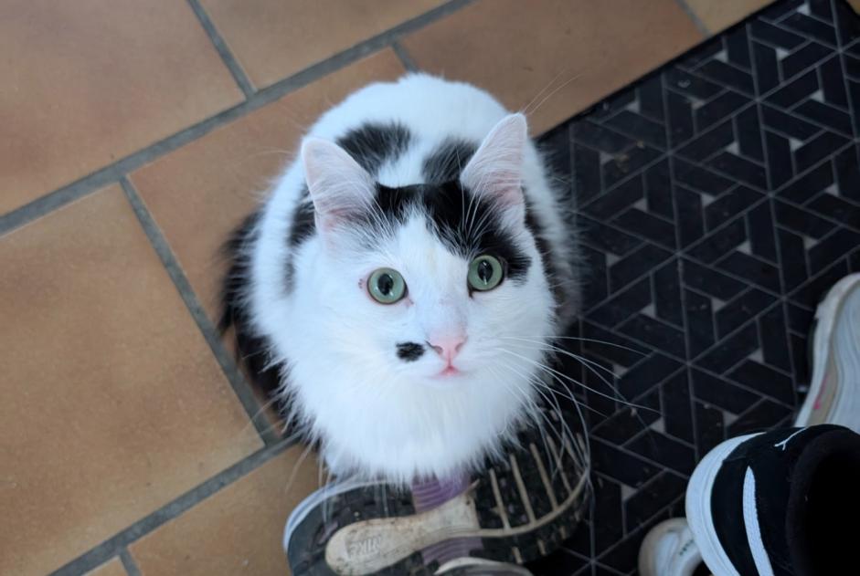 Alerte Disparition Chat croisement  Mâle , 2 ans Colomiers France