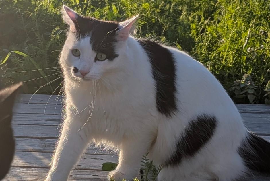 Alerte Disparition Chat croisement  Mâle , 2 ans Colomiers France