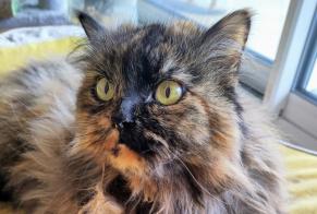 Alerte Disparition Chat croisement  Femelle , 9 ans Toulouse France