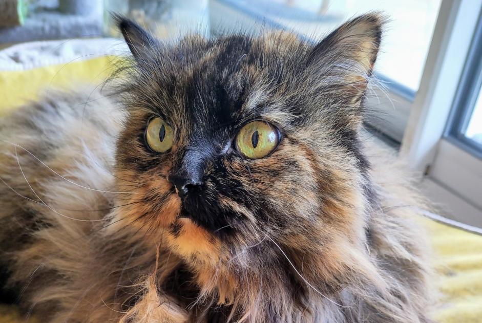Alerte Disparition Chat croisement  Femelle , 9 ans Toulouse France