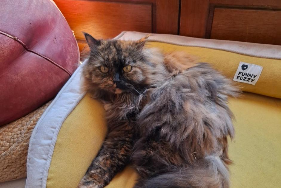 Alerte Disparition Chat croisement  Femelle , 9 ans Toulouse France