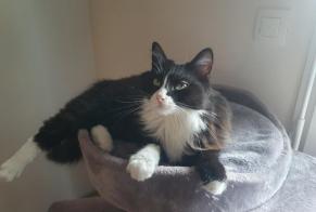 Alerte Disparition Chat Femelle , 4 ans Saint-Paul-lès-Dax France