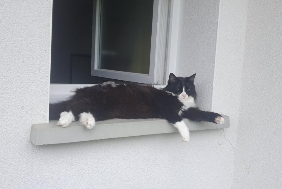 Alerte Disparition Chat Femelle , 4 ans Saint-Paul-lès-Dax France