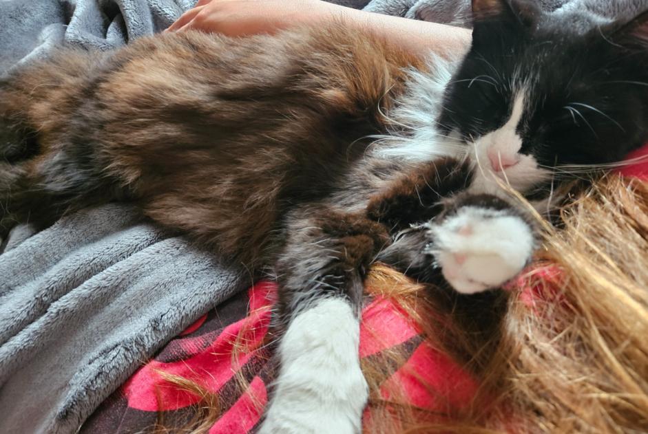 Alerte Disparition Chat Femelle , 4 ans Saint-Paul-lès-Dax France
