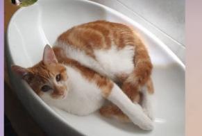 Alerte Disparition Chat Mâle , 1 ans Crusnes France