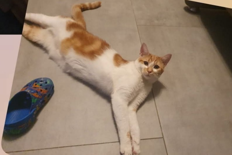 Alerte Disparition Chat Mâle , 1 ans Crusnes France