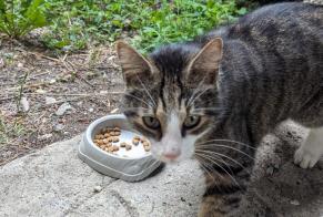 Alerte Découverte Chat Femelle Sigoyer France