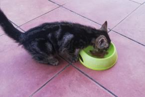 Alerte Découverte Chat Inconnu Saint-Nauphary France