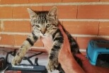 Alerte Découverte Chat Inconnu Saint-Nauphary France