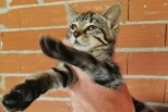 Alerte Découverte Chat Inconnu Saint-Nauphary France
