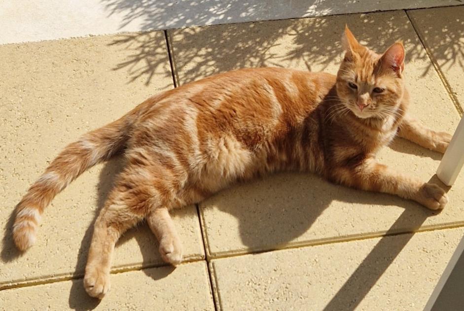 Alerte Disparition Chat Mâle , 2 ans Mandelieu-la-Napoule France
