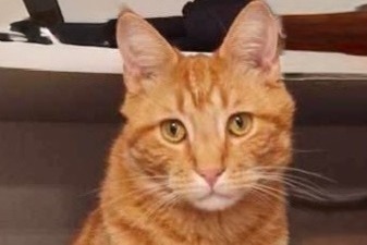 Alerte Disparition Chat Mâle , 2 ans Mandelieu-la-Napoule France