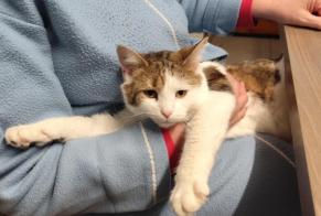 Alerte Disparition Chat  Femelle , 2 ans Mirecourt France