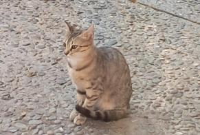 Alerte Découverte Chat Femelle Vitrolles France