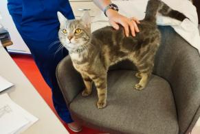 Alerte Découverte Chat Mâle Livry-Gargan France