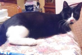 Alerte Disparition Chat Mâle , 7 ans Évreux France