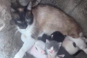 Alerte Disparition Chat  Femelle , 3 ans Le Thillay France