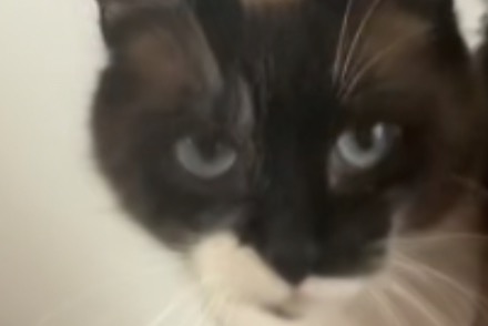 Alerte Disparition Chat  Femelle , 3 ans Le Thillay France
