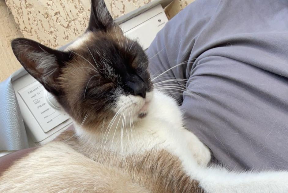 Alerte Disparition Chat  Femelle , 3 ans Le Thillay France