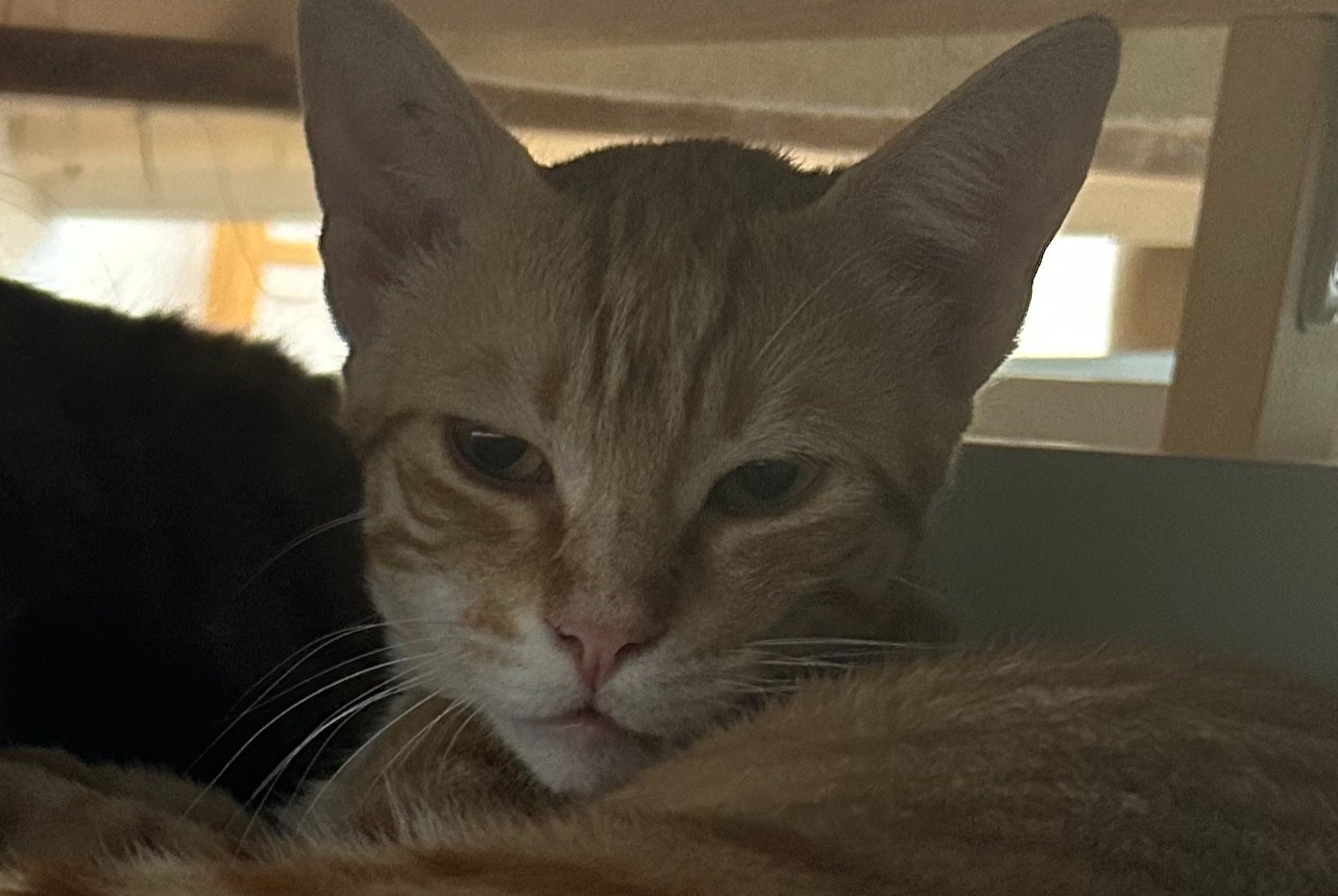 Alerte Disparition Chat Mâle , 1 ans Lys-Haut-Layon France