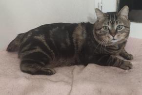 Alerte Disparition Chat  Mâle , 6 ans Dreux France