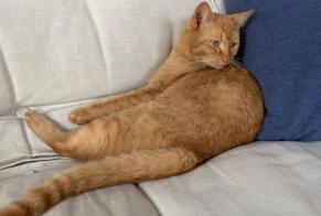 Alerte Disparition Chat  Mâle , 2 ans Nantes France