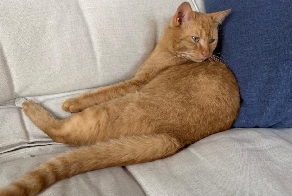 Alerte Disparition Chat  Mâle , 2 ans Nantes France