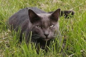 Alerte Disparition Chat Mâle , 2 ans Le Palais France