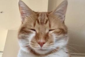 Alerte Disparition Chat Mâle , 4 ans Paris France