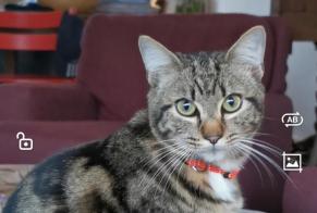 Alerte Disparition Chat Mâle , 2 ans Vannes France
